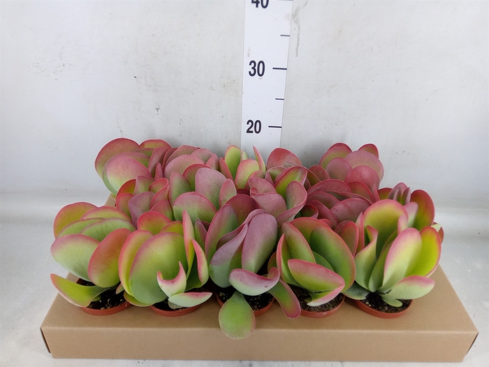 <h4>Kalanchoe NF thyrsiflora</h4>