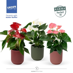 Anthurium - Karma Grandiflora mix | Atlanta Intens | Perfect fit