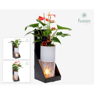 Glas tube Led planter groot met Anthurium