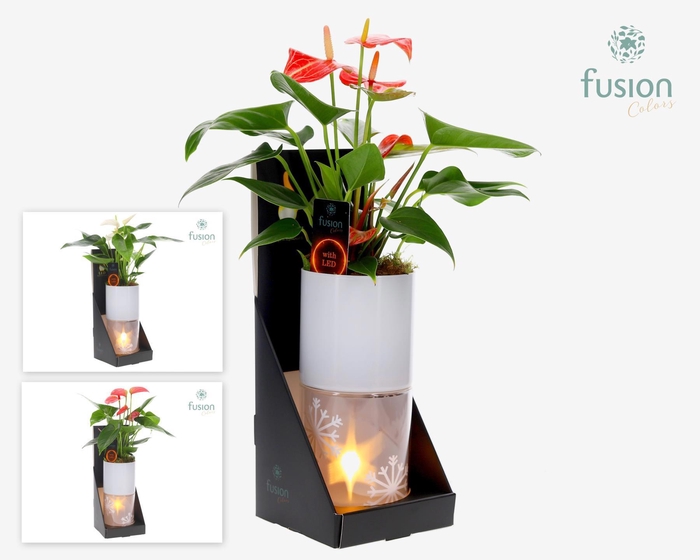 <h4>Glas tube Led planter groot met Anthurium</h4>