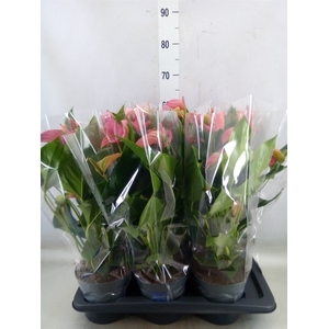 Anthurium andr. 'Joli'