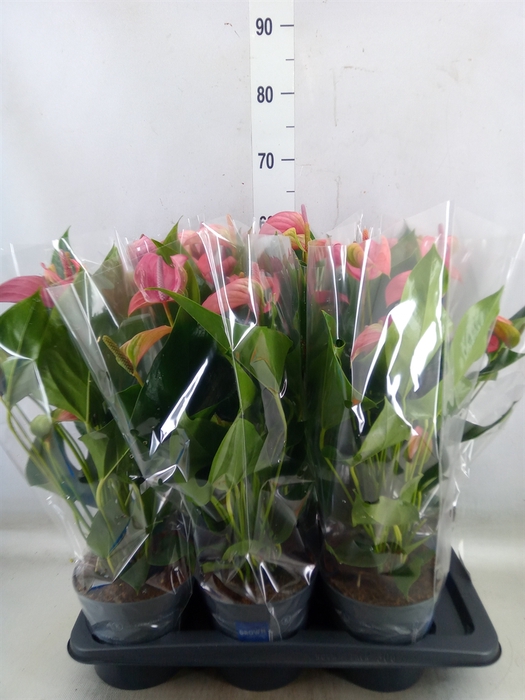 <h4>Anthurium andr. 'Joli'</h4>
