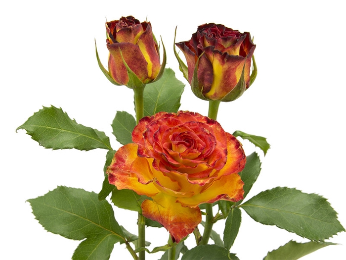 <h4>ROSA CACAU 050 CM ESTUFA</h4>