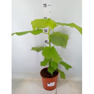 Sparrmannia africana