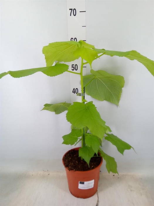 <h4>Sparrmannia africana</h4>