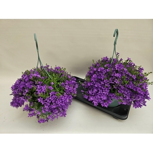 CAMP PORTENSCHLAGIAN