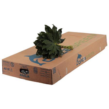 ARALIA 30 CM ORCA