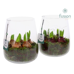 Glas Alzada groot met Hyacinthus