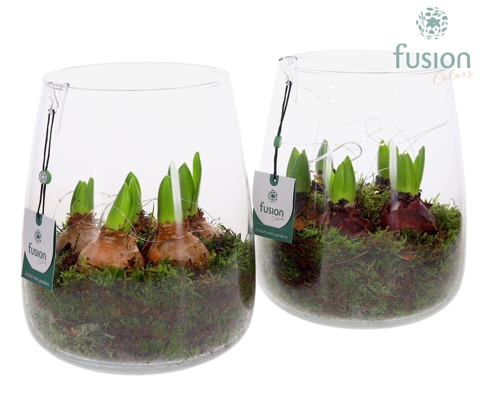 <h4>Glas Alzada groot met Hyacinthus</h4>