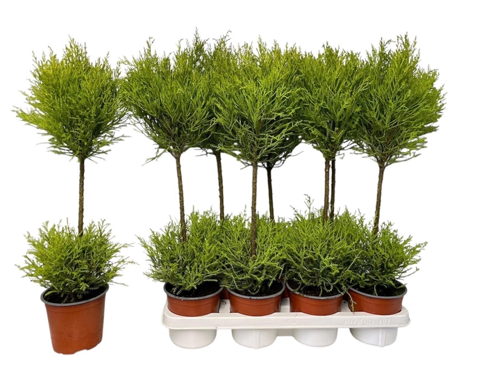 <h4>CUPR MA GOLDC WILMA</h4>