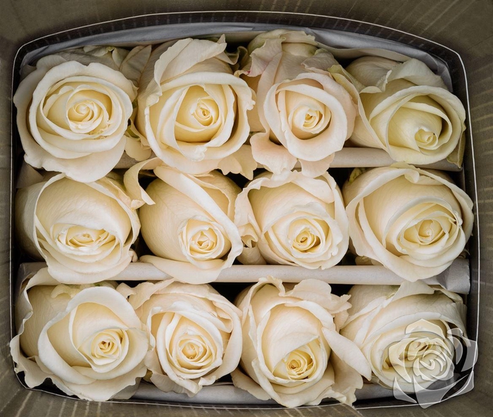 <h4>R GR TIBET EQ</h4>