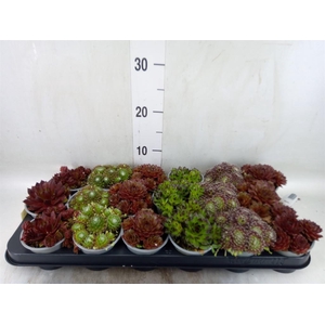 Sempervivum   ...mix