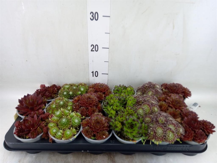 <h4>Sempervivum   ...mix</h4>