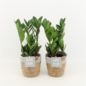 Zamioculcas Zamiifolia in Basket