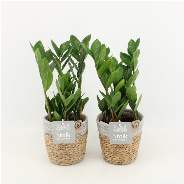 <h4>Zamioculcas Zamiifolia in Basket</h4>