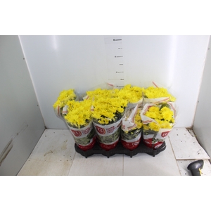 CRISANTEMO MINI P13 AMARELO