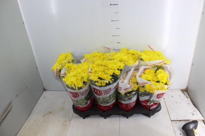CRISANTEMO MINI P13 AMARELO