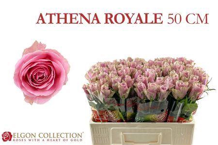 <h4>R Gr Athena Royale</h4>