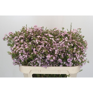 Chamelaucium Dancing Queen