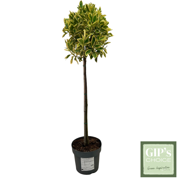 <h4>Euonymus jap. 'Bravo' 1/2 Stem P24</h4>