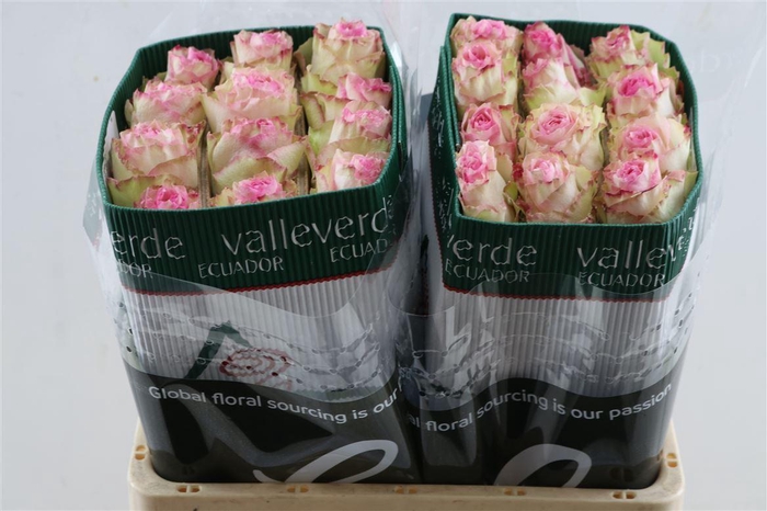 <h4>R Gr Esperance Tessa</h4>