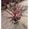 Cordyline overig