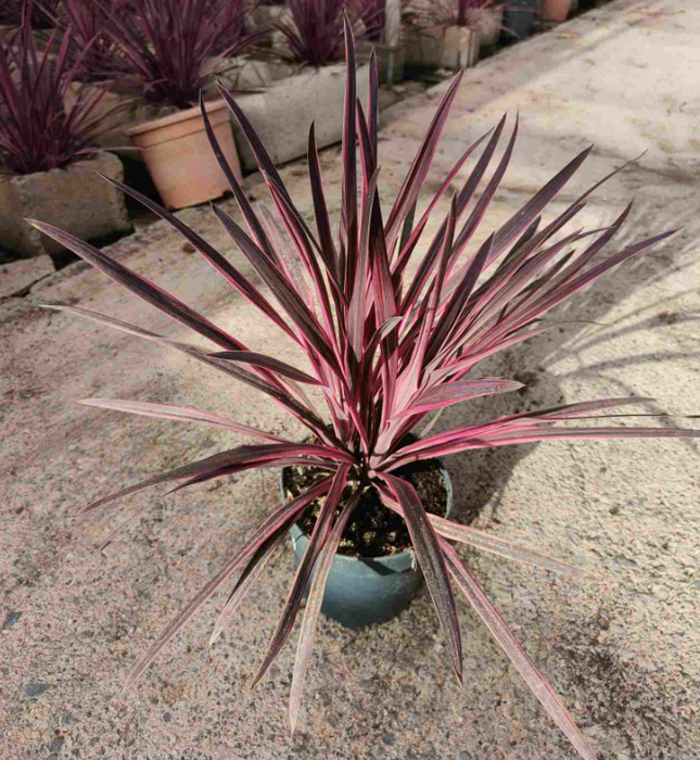 Cordyline overig