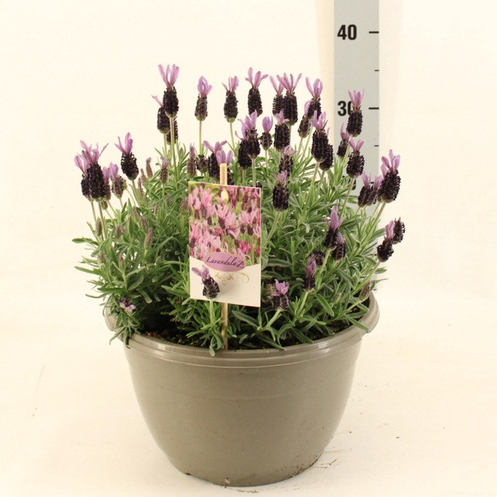 <h4>LAVAN S TOSCANE</h4>