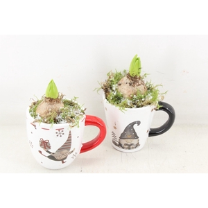 arr4 Hyacint JS - Ker. mok print x6