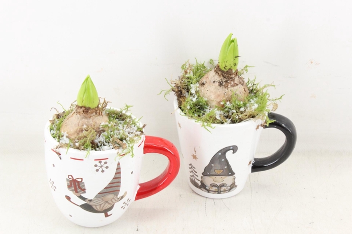 <h4>arr4 Hyacint JS - Ker. mok print x6</h4>