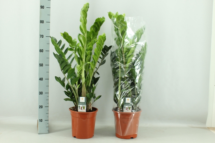 <h4>ZAMIO ZAMIIFOLIA</h4>