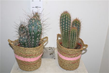 <h4>Cactus Ov Mand</h4>
