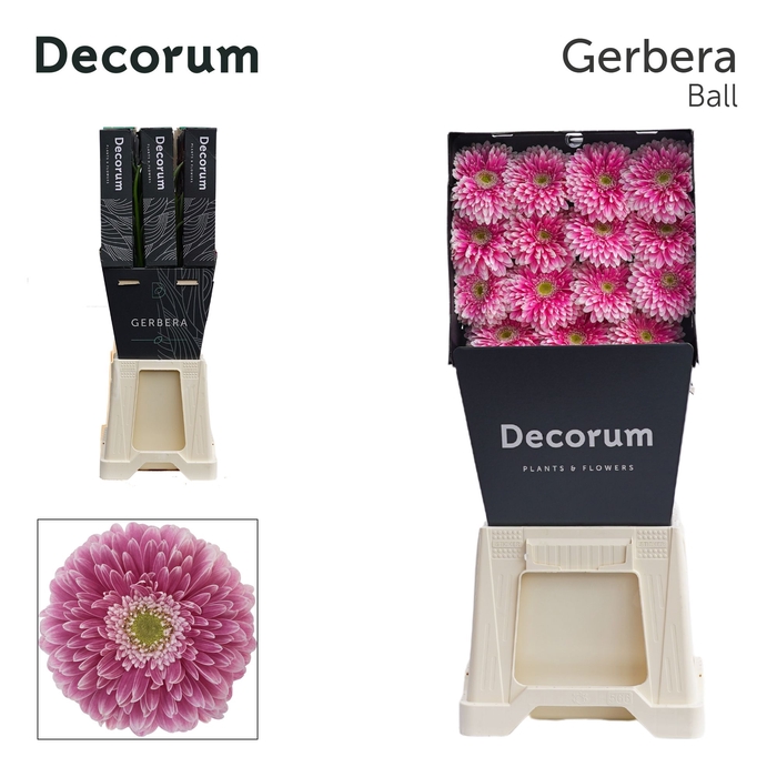 <h4>Gerbera Pomponi Power Ball Diamond</h4>