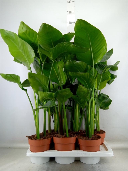 <h4>Strelitzia nicolai</h4>