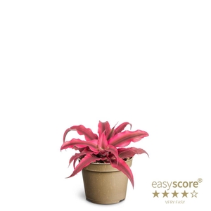 CRYPTANTHUS BIVITTATUS p6