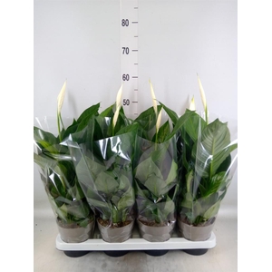 Spathiphyllum  'Sweet Silvio'