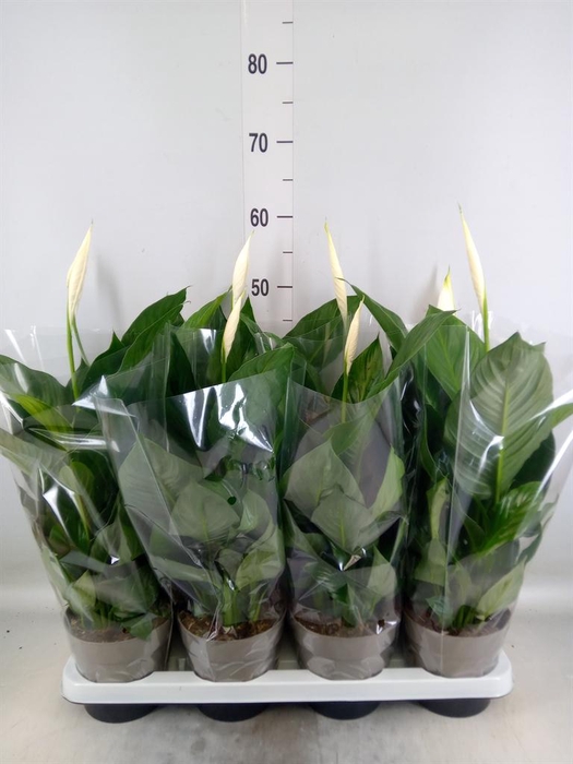<h4>Spathiphyllum  'Sweet Silvio'</h4>