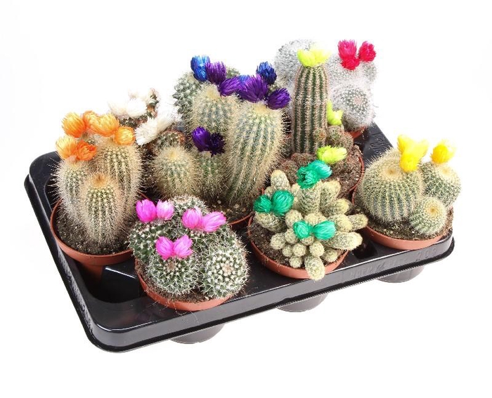 <h4>Cactus gemengd strobloem gemengd in tray Strobloem groot, CD10001</h4>