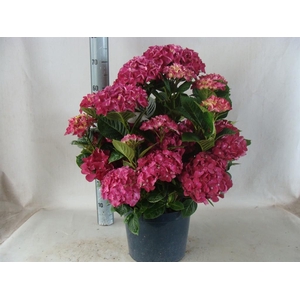 Hydrangea mac.   ...