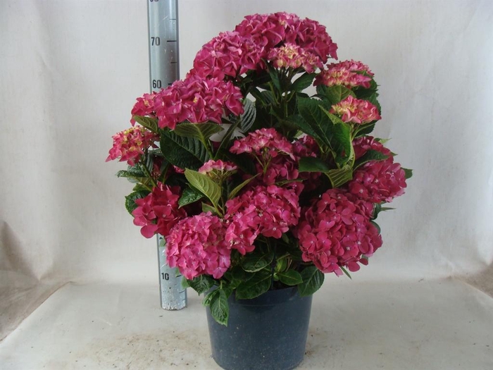 <h4>Hydrangea mac.   ...</h4>