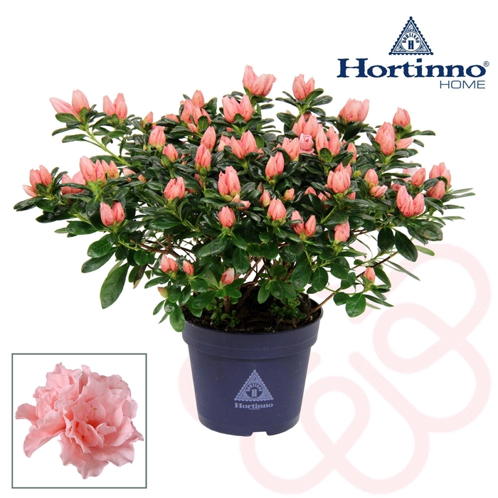 <h4>Hortinno® Home 'roos' 35 - 37 cm</h4>