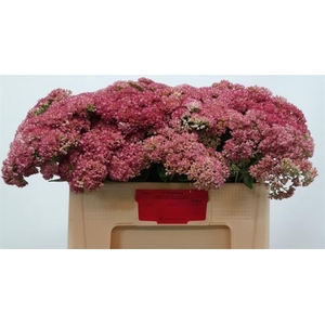 SEDUM SPECTABILE BLO