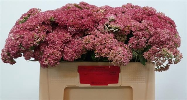 <h4>SEDUM SPECTABILE BLO</h4>