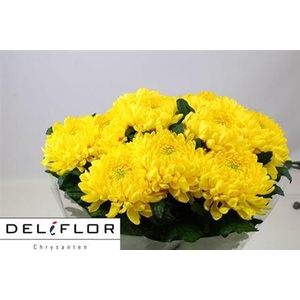 Chr G Zembla Yellow