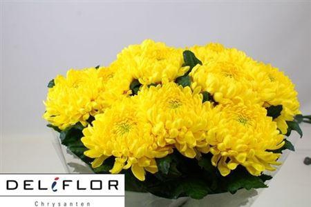 <h4>Chr G Zembla Yellow</h4>