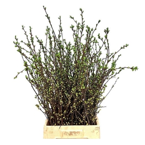 KERSENBLOESEM PER BOS