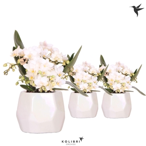 Kolibri Orchids Phalaenopsis Nazare 4 spike in Pearl pot travert