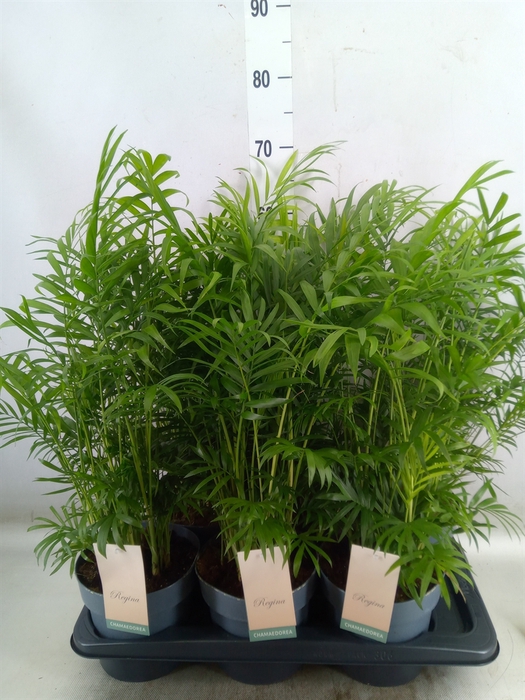 <h4>Chamaedorea elegans</h4>
