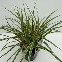 <h4>Carex 'Everglow'</h4>