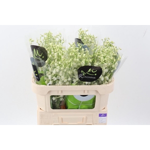 Delph En Be An White